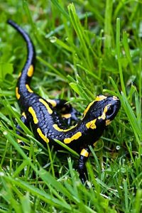 salamandra - Taro simbols